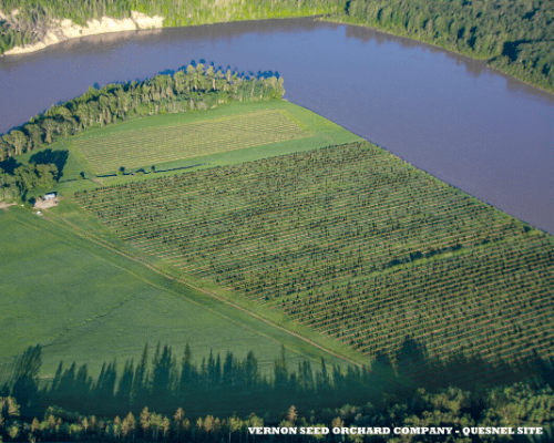 Aerial view of a conifer orchard located in Quesnel BC